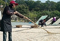 曬蝦皮的季節,美不勝收的景象,彷彿回到三十年前熱鬧豐收的漁村。(圖/文:張登傑)
