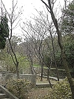 　東引文康中心後方的櫻花樹林已經準備就緒，最近幾天內就可以見到滿樹緋紅的美麗景象。（圖／文：陳其敏）