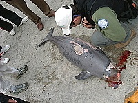 　莒光海域撈獲死亡的露脊鼠海豚屍體。（圖／文：陳樂團）