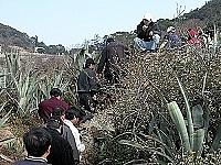 　全村一起來熱鬧！（圖與文：張登傑、陳樂團）