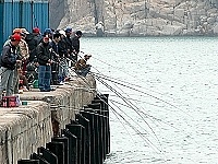 　東引中柱碼頭又見黃雞魚來報到。（圖／文：陳其敏）