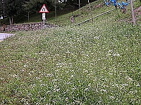 　今年雨量多，北竿山坡薺菜生長特別多。（圖／文：陳鵬雄）