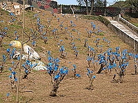 　聖誕紅綑上膠帶，遠看以為開藍色花。（圖／文：陳鵬雄）