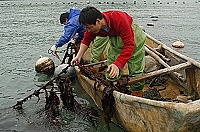 　建設局漁業課輔導養殖裙帶菜有成，近日開始採收，歡迎地區軍民鄉親嚐鮮品味。（圖／文：張登傑）
