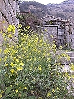 全村一起來熱鬧!(圖與文:張登傑、陳樂團)