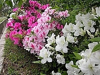 　山線杜鵑花今年又來向鄉親報到，花團錦簇令人賞心悅目。（圖／文：曹重偉）