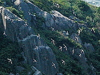 黑尾鷗又飛臨東引,開始繁殖下一代。(圖 /文:陳其敏)