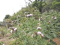 　南國薊開花，頭狀紫花具觀賞價值，但株體滿佈細刺，別靠太近。（圖／文：陳鵬雄）