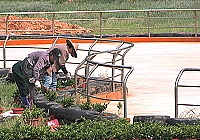 東湧運動公園溜冰場四周栽種凹葉檳柃木,花台是利用回收廢輪胎做成。(圖/文:陳其敏)