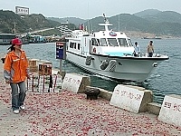　「閩珠壹號」完成大修返回福澳港，港邊火紅鞭炮熱烈歡迎；在穩定度、噸位、載客數上都大幅提升。（圖／文：曹重偉）