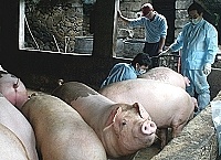 　動物科技研究所派員協助進行地區豬隻篩檢，讓鄉親吃得更安心。（圖／文：張登傑）