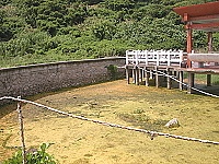 怡園水池目前因無法管理,池裡長滿青苔,且發出陣陣異味,整修後可望改善。(圖/文:陳鵬雄)