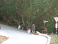 　莒光駐軍一九四旅協助環境整治，雜草割除、標語及建築物配合粉刷，煥然一新。（圖／文：陳樂團）