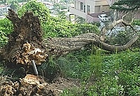 強颱未至　大樹先倒／圖與文：張登傑