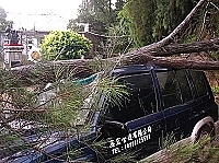 　全村一起來熱鬧！（圖與文：張登傑、陳樂團）