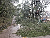 　強風造成北竿地區大量路樹傾倒，影響局部交通。（圖／文：陳鵬雄）
