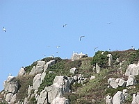 　颱風過後，東引雙子礁又可以見到黑尾鷗飛舞的景象。（圖／文：陳其敏）