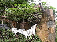 　古厝瓜棚。（圖／文：陳鵬雄）