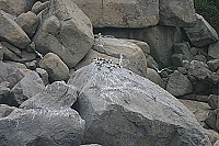 進嶼附近發現近五十隻的鳳頭燕鷗,其中包括二隻黑嘴端鳳頭燕鷗。(圖:Dr. Robert Butler提供)