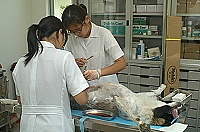 　獸醫師為母狗切開腹腔，拿掉子宮及卵巢，母狗被五花大綁在手術台上，模樣相當狼狽古怪。（圖／文：張登傑）