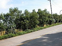 　環島北路外側草木過密，阻礙景觀視野。（圖／文：陳鵬雄）