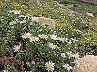華南狗娃花是東引海岸草生坡地的優勢植物之一。(圖/文:陳其敏)