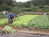 　大陸農產品禁止上岸，&#22338;里農地蔬菜成了搶手貨。（圖／文：陳鵬雄）