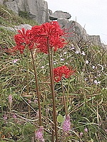 馬祖石蒜之後　即將紅遍東引海岸線。（圖／文：陳其敏）