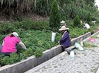 　秋天近了，建設局近日進行山線主幹道及多處植栽點的花卉替換工作，也提醒鄉親切勿攀折。（圖／文：曹重偉）