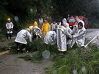     泰利吹過，路樹被吹斷的情形十分嚴重，消防局風雨中清除大型斷木，恢復道路暢通。（圖／文：曹重偉）