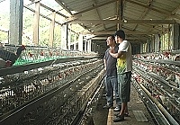 　泰利颱風狂掃馬祖，養雞場屋頂整片被吹走，蛋農苦不堪言。（圖／文：張登傑）