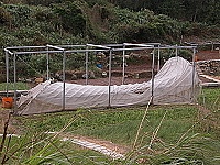 經過泰利颱風的肆虐,東引燕秀農田的農作物和網室也受到一定程度損害。(圖/文:陳其敏)