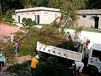 　南竿清潔隊在颱風後仍忙於折倒樹木的清運。（圖／文：張登傑）