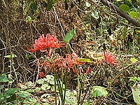 　萬綠叢中的數點紅，是紅花石蒜落腳的新舞台。（圖／文：林冰芳）