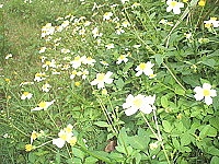 小花大學問／圖與文：林冰芳