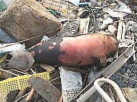 　兩隻露脊鼠幼豚死亡。（圖／文：林冰芳）