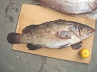 　六斤重的石斑魚是這一季的紀錄保持「魚」。（圖／文：林冰芳）
