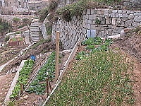 　芹壁聚落空間種菜，為整體景觀加分。（圖／文：陳鵬雄）