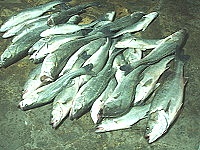 　三十一隻鱸魚，王喜官花了一下午釣到，算是目前的「鱸魚王」。（圖／文：林冰芳）