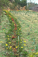 　建設局進行道路植栽美化與社區閒置空間綠美化，用綠色幫馬祖觀光加分，讓馬祖成為綠意盎然的海上桃花源。（圖／文：張登傑）