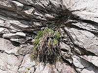 　北竿山線主幹道旁，生命力強韌的蕨類植物，竟然可以在細小的夾縫中求生存。（圖／文：陳鵬雄）