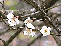 寒流來襲,梅園裡的梅花應時綻放,值得雅客前往一賞。(圖/文:曹重偉)