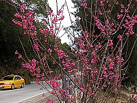 　春天來了誰知道？桃花舞春風的情境等您來體驗。（圖／文：曹重偉）