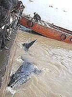 　大陸連江縣在春節期間軍民營救擱淺的鯨魚。（圖：大陸福建東南快報）