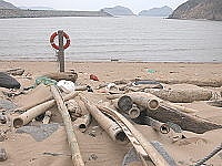 　今年海漂垃圾中夾帶許多青竹，老一輩漁民仍視為寶貝。（圖／文：陳鵬雄）