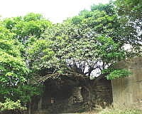 　這株牛奶榕生長在北竿大坵島聚落之中，據說已有近百年歷史。（圖／文：陳鵬雄）