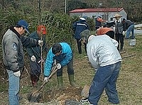 　建設局自昨日開始進行大規模的桃樹補植行動，一百五十株的美麗生力軍，將讓明年的馬祖春天更加熱鬧。（圖／文：張登傑）