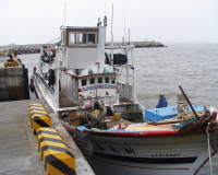   馬祖近海捕魚型態只有捕鮸還是一枝獨秀。（圖／文：陳鵬雄）