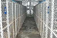　連江縣流浪犬收容中心環境乾淨、食物充足，建設局表示，不會發生台中市狗吃狗的事件。（圖／文：張登傑）