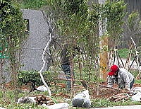東引鄉東湧運動公園周邊由建設局發包的植樹計畫,樹種選擇是以榕樹、櫻、桃為主。(圖/文:陳其敏)